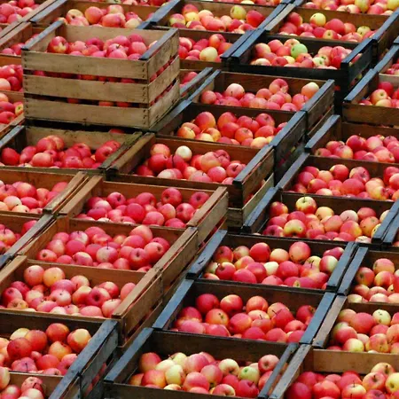 Hopfgaertle Mueller 팜스테이 Bodnegg